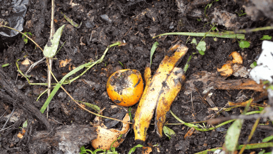 Kompo Mix vs Traditional Compost